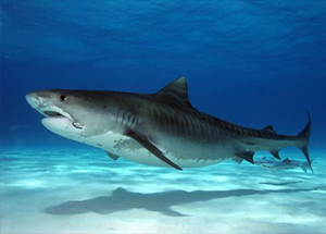 Requin tigre